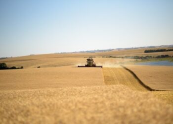 SAFRAS corta produção brasileira de trigo em 2023 devido a excesso de chuvas