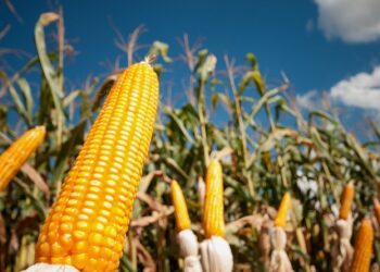 MILHO 2023/24 EM MT: Projeção de queda de área deve puxar para baixo safra nacional