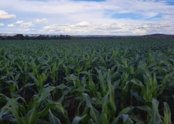 El Niño causa disparidades no plantio da soja do MT, ameaça milho safrinha