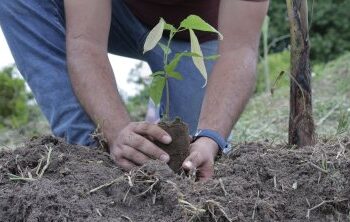Workshop debate aes para reflorestar MT