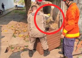 Porco espinho aparece em escola pública em Itaituba, no PA