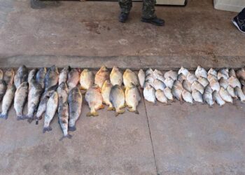 Sema-MT e Polícias Militar e Civil apreendem pescado ilegal em fiscalização na piracema
