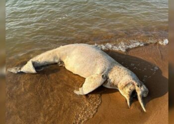 SEMMA investiga assassinato a tiros de boto encontrado em praia de Itaituba