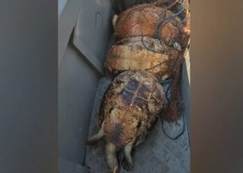 Polícia Militar apreende quelônios e material de pesca durante fiscalização em Monte Alegre