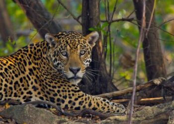 Bombeiros tentam evitar avanço do fogo em refúgio de onças-pintadas no Pantanal