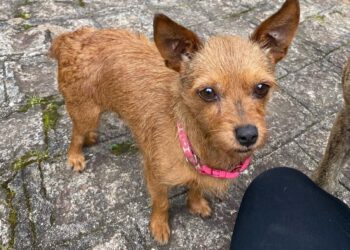 Professor universitário investigado por matar cães a pauladas na Grande Curitiba é alvo de operação policial