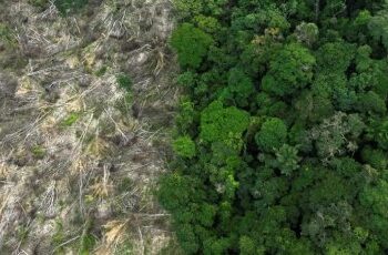 Desmatamento na Amaznia cai 22% em 1 ano, diz Inpe