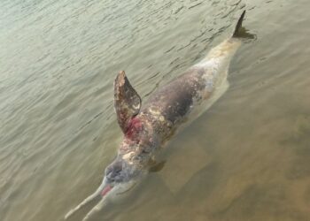 Mais um Boto é encontrado morto no rio tapajós em Itaituba