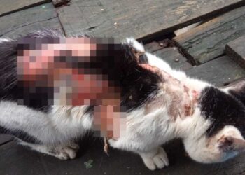 Gatos conhecidos em comunidade aparecem com feridas em carne viva e comovem moradores: 'maldade no coração'