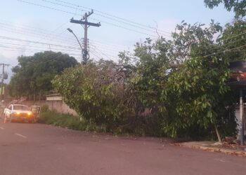 Árvore cai sobre fios de alta tensão em Itaituba
