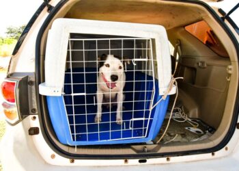 Cachorro em situao de maus-tratos retirado do convvio do tutor