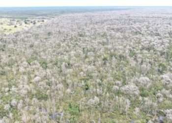 Operação Cordilheira sequestra propriedades e aplica multa de R$ 2,8 bilhões por desmate químico no Pantanal