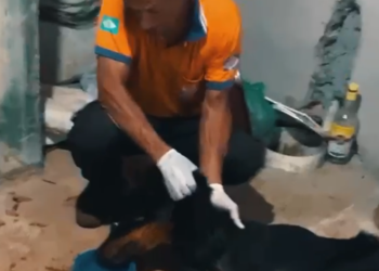 Polícia Militar resgata cães vítimas de maus-tratos em Barra do Garças.