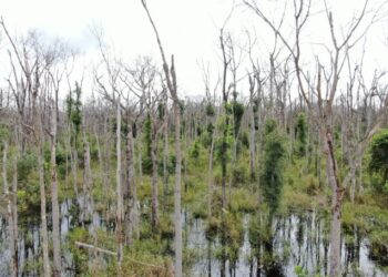 Juiz cita TACs cumpridos e nega priso de fazendeiro de MT