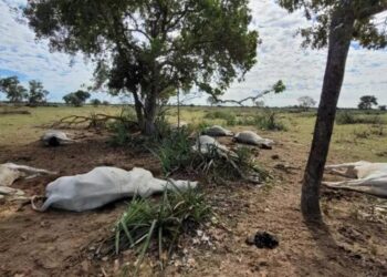 Produtor comunica morte de 60 cabeças de gado devido à seca no km 224 norte em Uruará