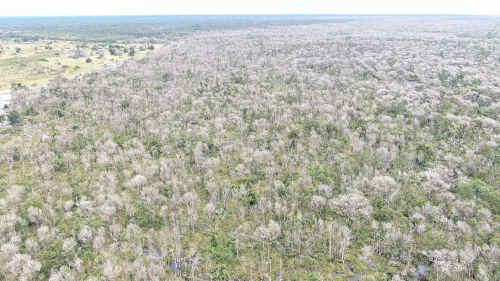 desmatamento pantanal barao de melgaï¿½o