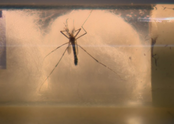 Santo Antônio de Posse confirma 5ª morte por dengue em 2024; região chega a 35 óbitos