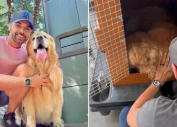 Defensoria pede que Gol pague R$ 10 mi por morte de cão Joca e mude protocolo | RDNEWS