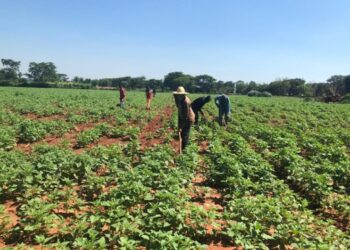 Gergelim doce a aposta de renda extra para agricultura familiar em MT