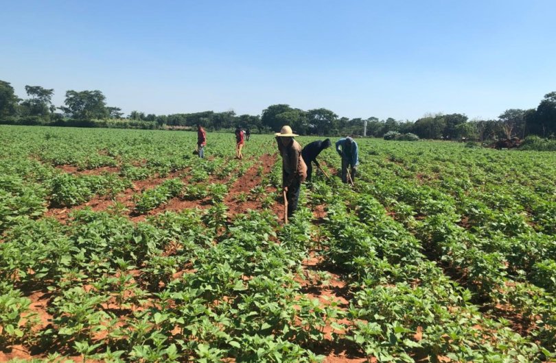 Gergelim doce a aposta de renda extra para agricultura familiar