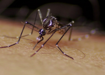 Dengue: com 4 novos óbitos, Campinas chega a 20 mortes confirmadas pela doença; veja detalhamento