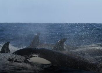 Orcas atacam e afundam veleiro de 15 metros na Espanha