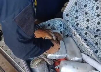 Seis tabletes de Skunk são apreendidos em ônibus interestadual