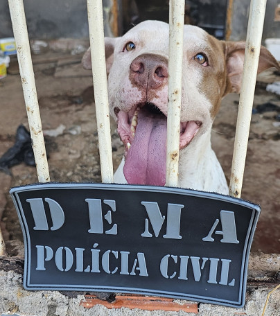 Polícia Civil resgata em Cuiabá 2 pitbulls abandonados após dono