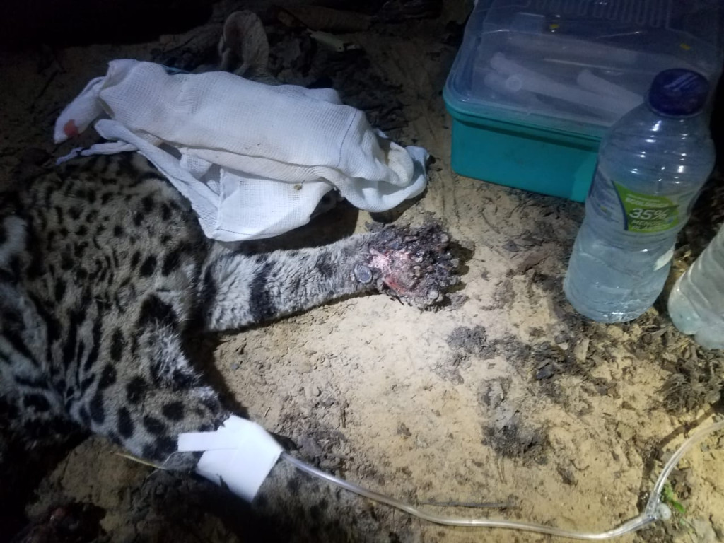 Jaguatirica resgatada de incï¿½ndio no Pantanal