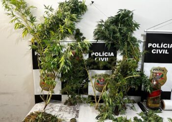 Operação policial prende pai e filho que mantinham laboratório de maconha em casa e recupera joias furtadas em Bauru | Bauru e Marília