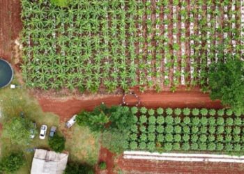 Agricultores transformam reas improdutivas em plantaes