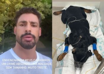 Cachorros de ator so envenenados e esto beira da morte