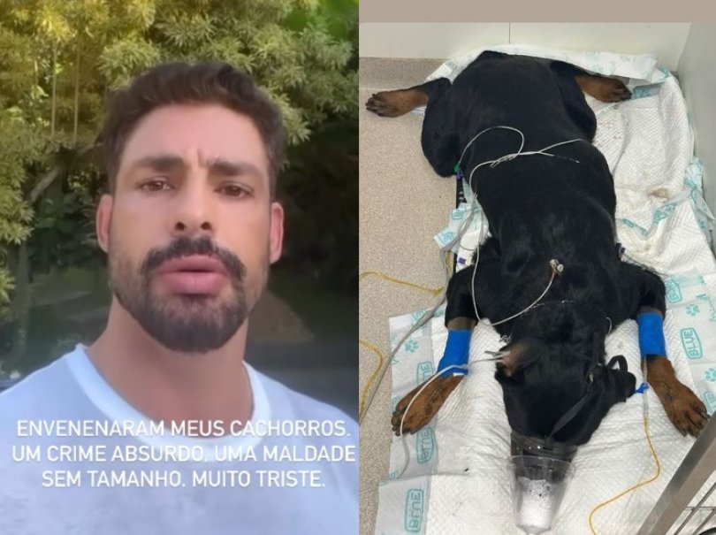 Cachorros de ator so envenenados e esto beira da morte