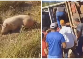 Porcos so saqueados aps caminho tombar em rodovia de MT, vdeo