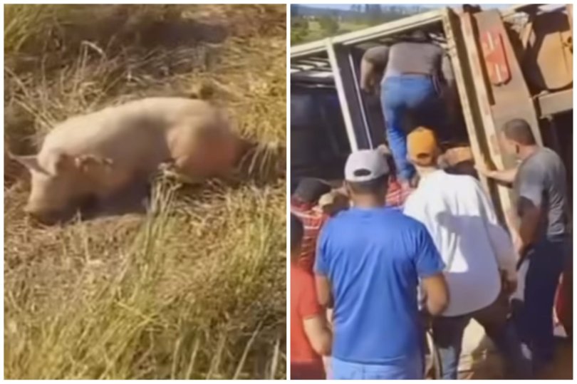 Porcos so saqueados aps caminho tombar em rodovia de MT,