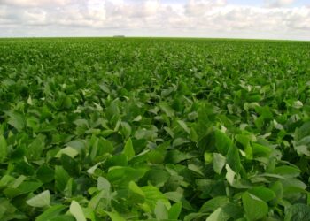 Deciso do TJ pode abrir caminho para plantio de soja em vazio sanitrio