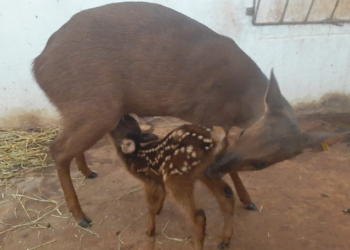 Inseminação artificial testada em cervos aponta caminho para salvar animais ameaçados de extinção | Ribeirão Preto e Franca