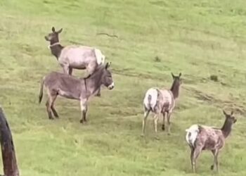 Burro que liderava veados ‘suspeito’ de matar leo