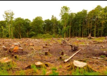 TJ decide que transao penal no vale para desmatadores esfera cvel em MT