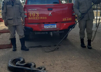 Bombeiros resgatam sucuri de 4 metros em valeta de drenagem de água | RDNEWS