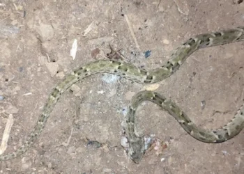 Polícia Militar Salva Agricultor Picado por Cobra em Uruará, no PA