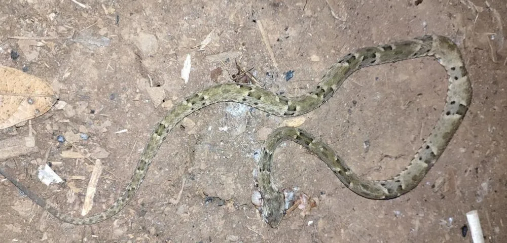 Polícia Militar Salva Agricultor Picado por Cobra em Uruará, no