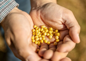 Sicredi atualiza projeções para a safra de soja e milho em Sondagem.
