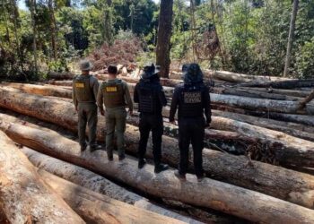 Sema e PJC apreendem 618 metros cúbicos de madeira extraída ilegalmente na região de floresta amazônica