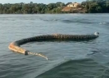 Comerciante filma cobra gigante morta durante passeio