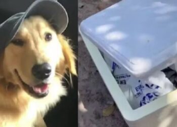 Cadela morre durante transporte e famlia recebe corpo em isopor