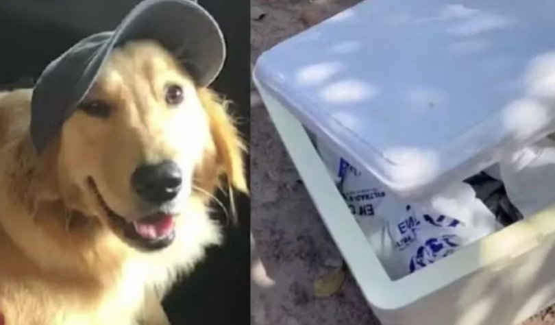 Cadela morre durante transporte e famlia recebe corpo em isopor