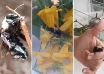Abelha criada como pet morre; ‘dona’ cita ligao espiritual