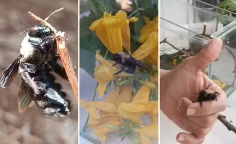 Abelha criada como pet morre; 'dona' cita ligao espiritual
