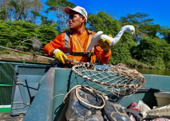 Balsa Ecológica retirará cerca de 150 toneladas de lixo do Rio Cuiabá até dezembro; animais são salvos durante ações de limpeza